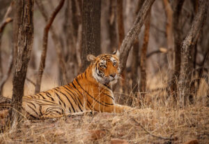 Wild Adventures Await: Jim Corbett Safari Experience